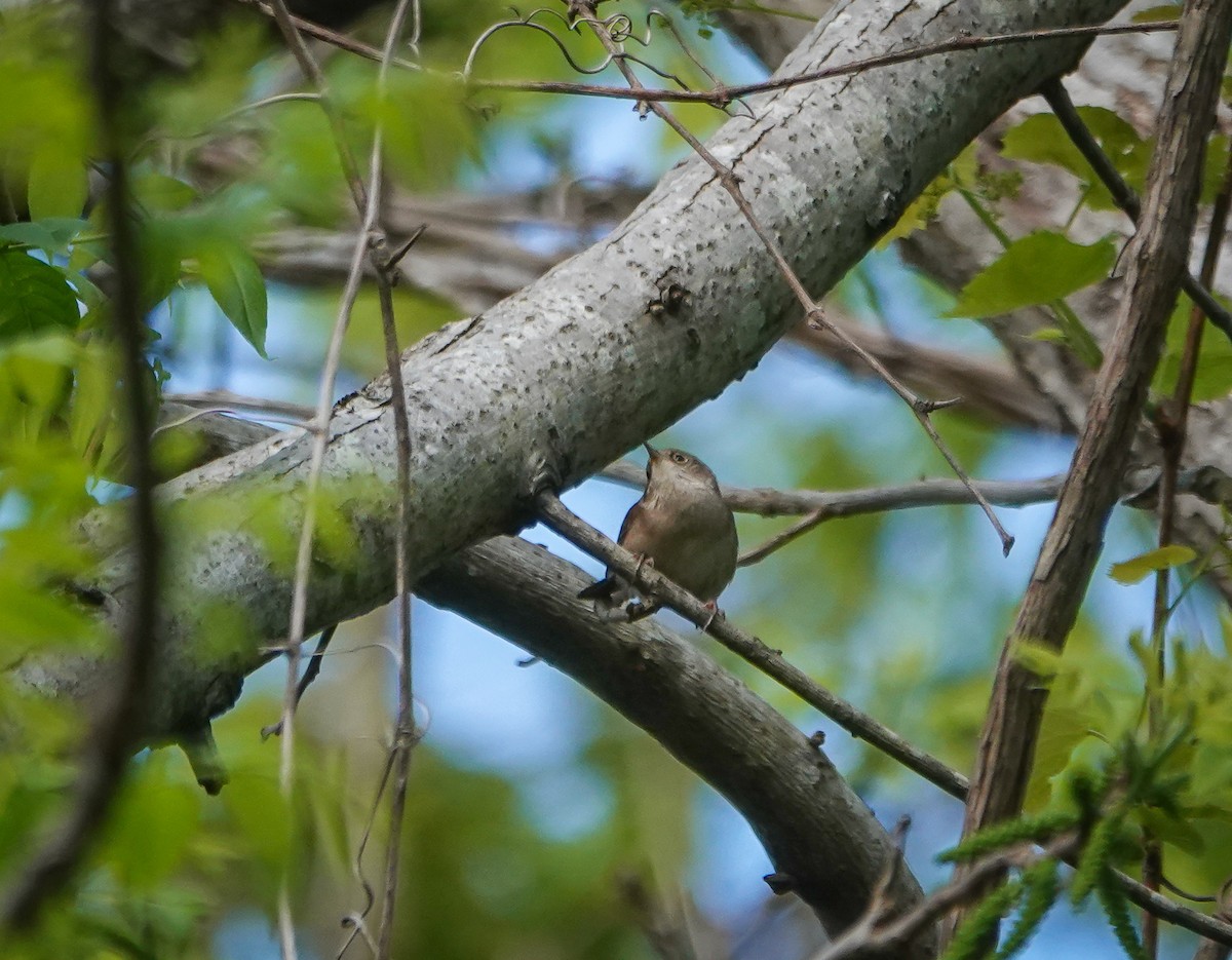 Northern House Wren - ML558984251
