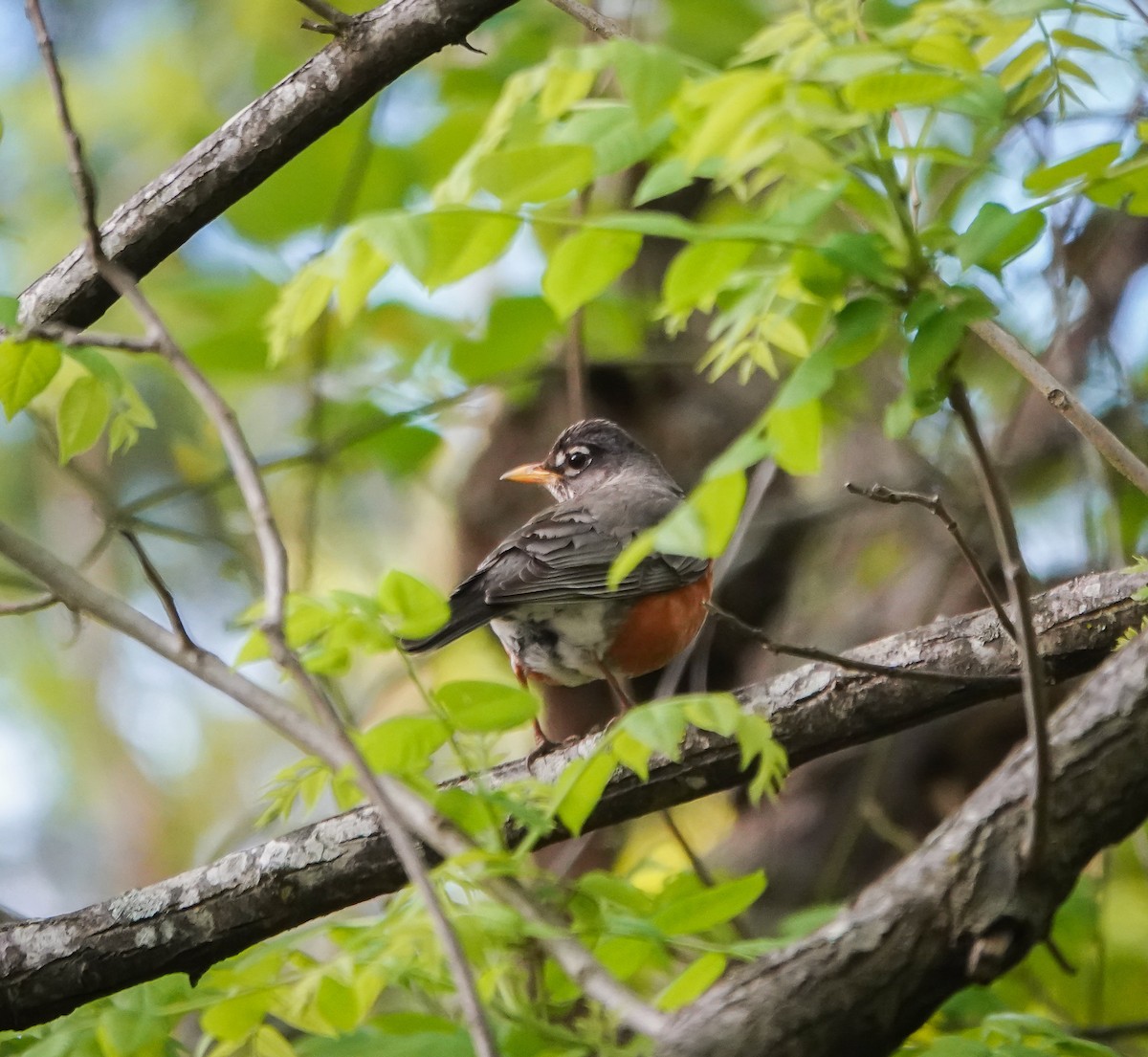 American Robin - Dave Hart