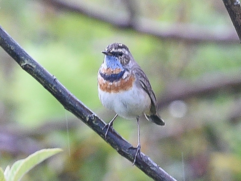 Bluethroat - ML558984681