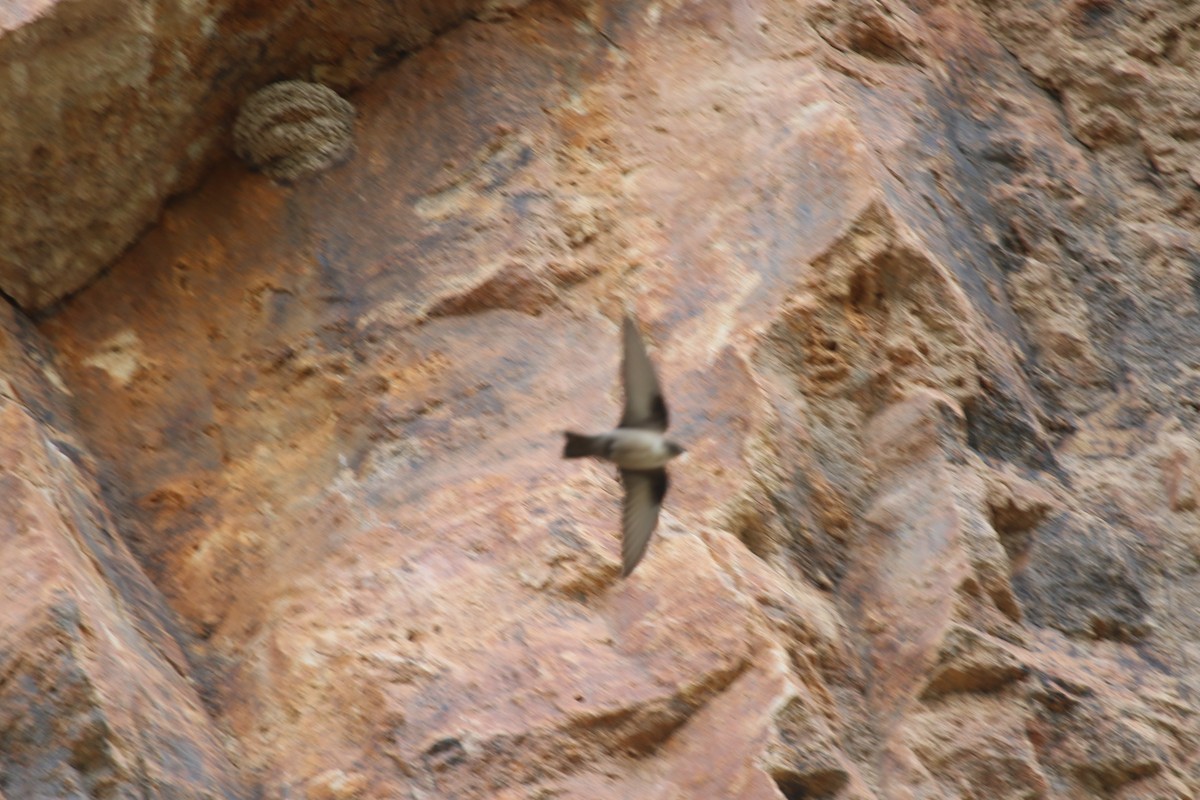 Eurasian Crag-Martin - ML558985341