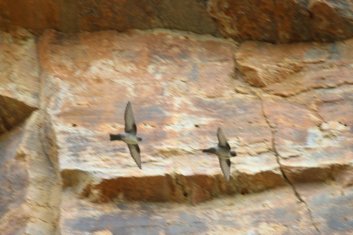 Eurasian Crag-Martin - ML558985351