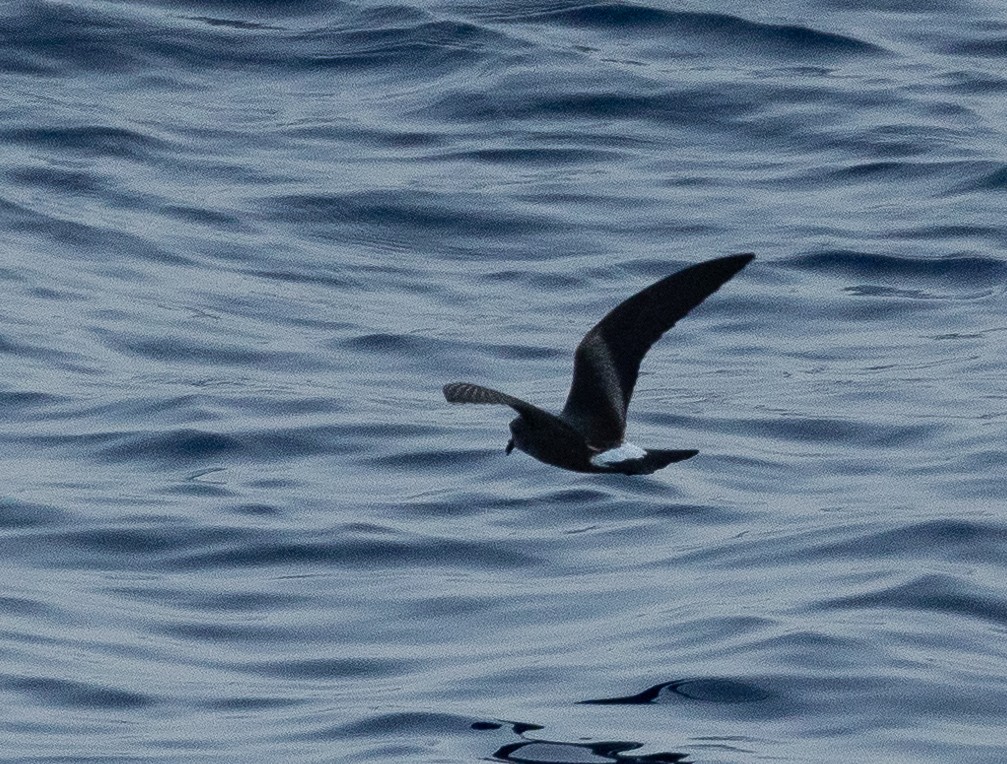 Cape Verde Storm-Petrel - Santiago Imberti