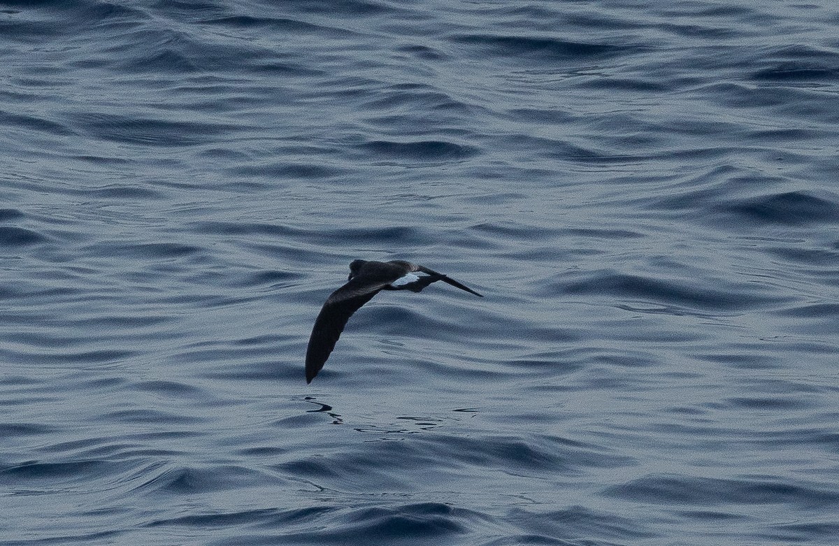 Cape Verde Storm-Petrel - ML558985631