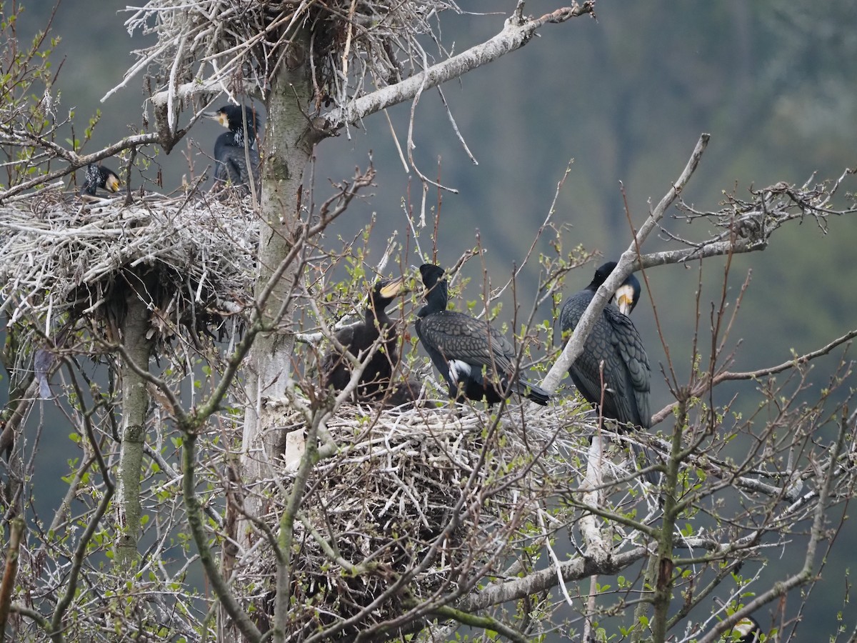 Great Cormorant - ML558985821