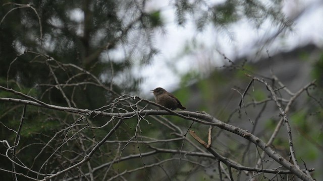 Winter Wren - ML558985851