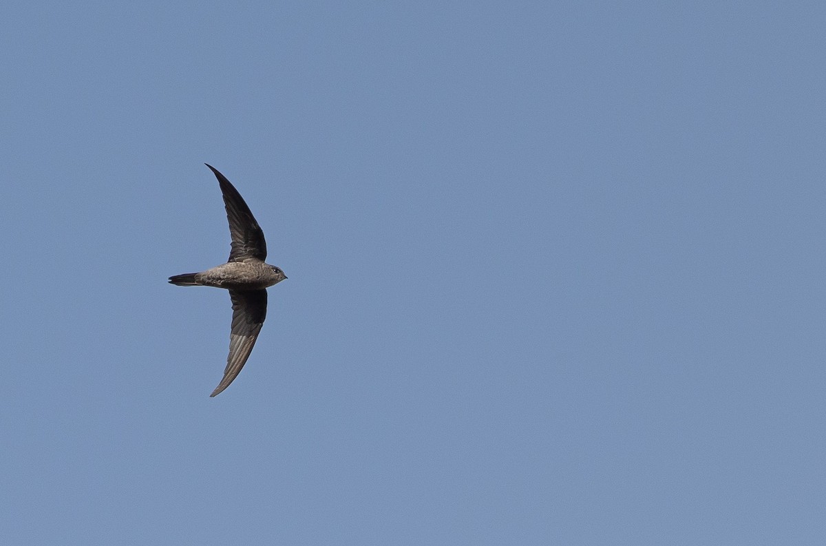 Cape Verde Swift - ML558986241