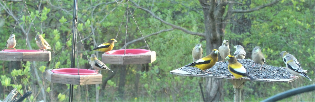 Evening Grosbeak - ML558986561