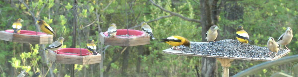 Evening Grosbeak - ML558986651