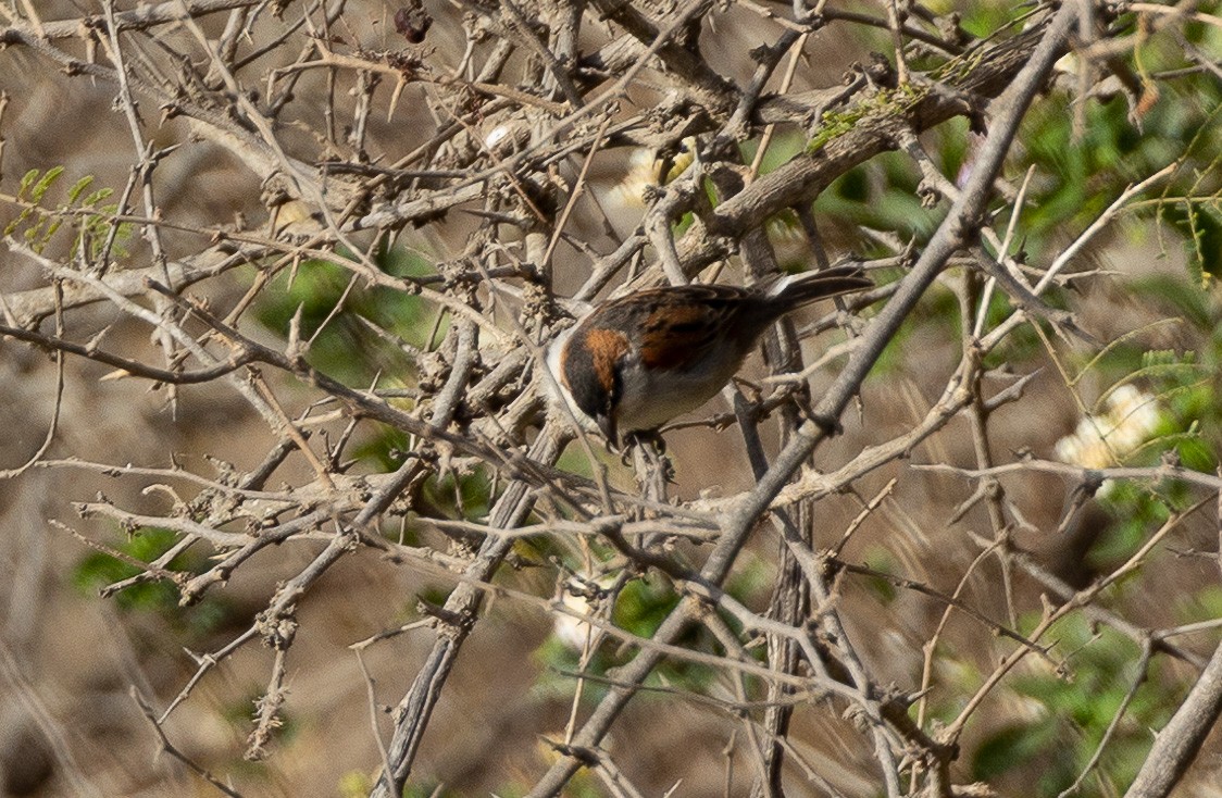 Cape Verde Sparrow - ML558986901