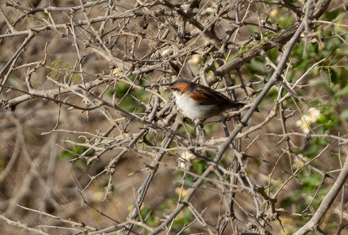Cape Verde Sparrow - ML558986911