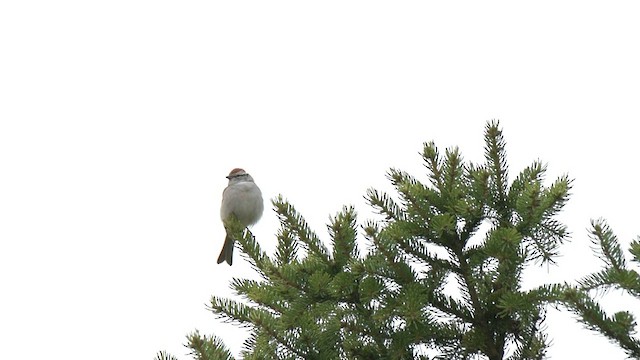 Chipping Sparrow - ML558987111