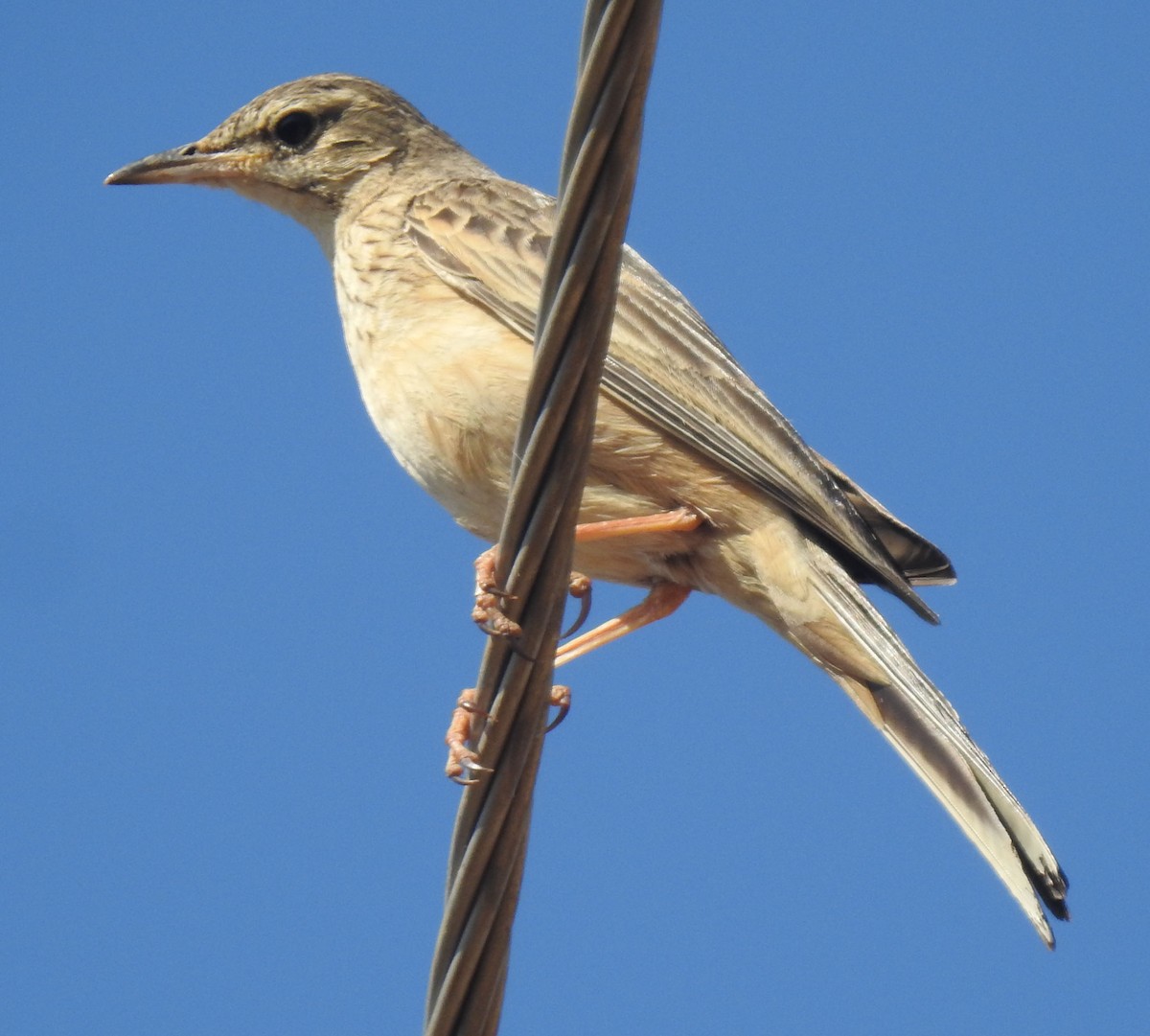 Long-billed Pipit - ML558987281