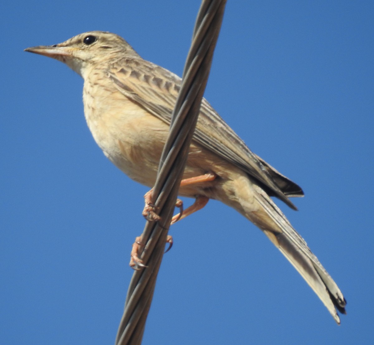 Long-billed Pipit - ML558987291