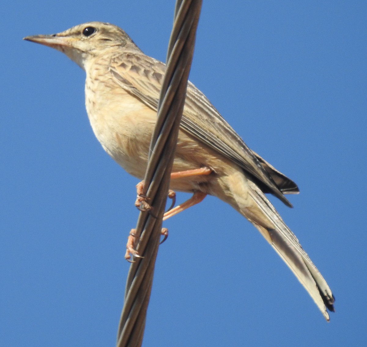 Long-billed Pipit - ML558987301