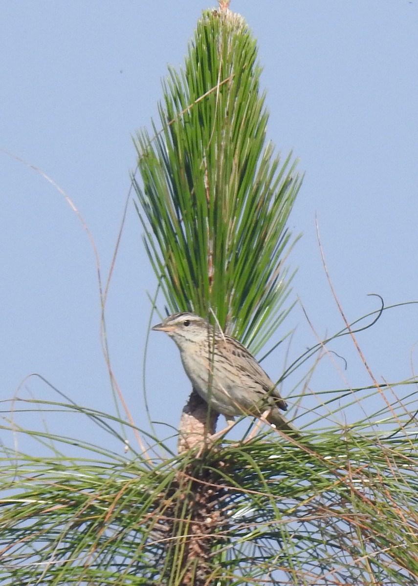 Upland Pipit - Michael Grunwell