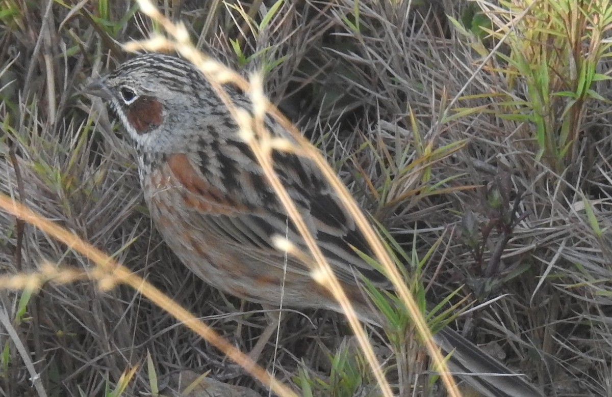 Chestnut-eared Bunting - ML558987441