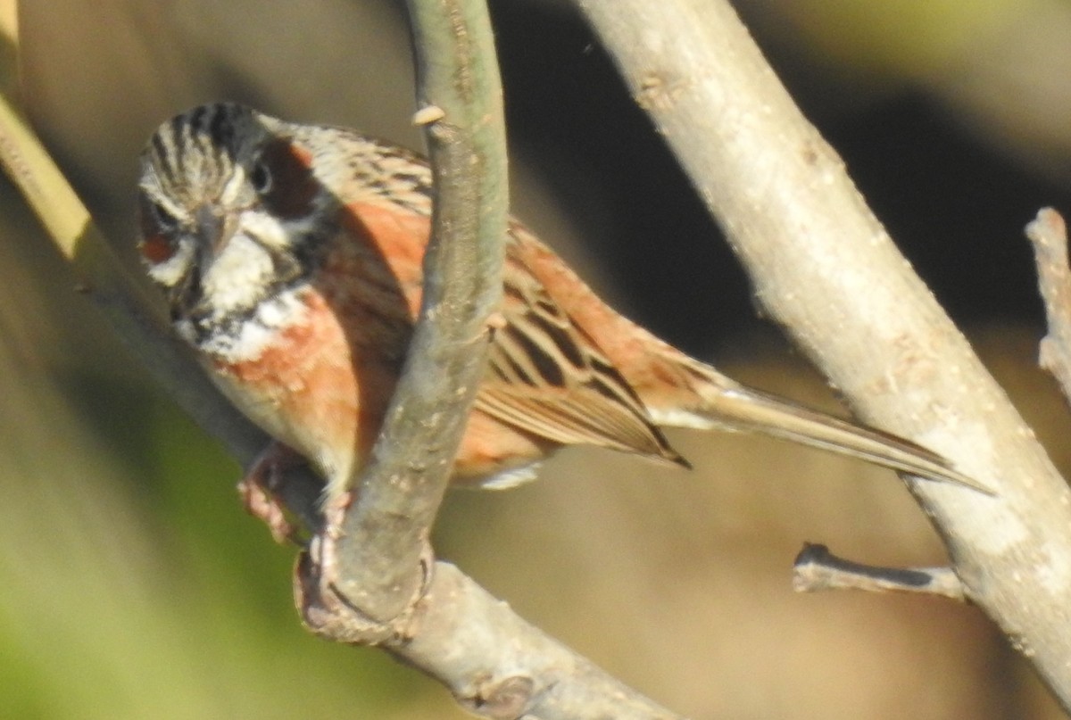 Chestnut-eared Bunting - ML558987451