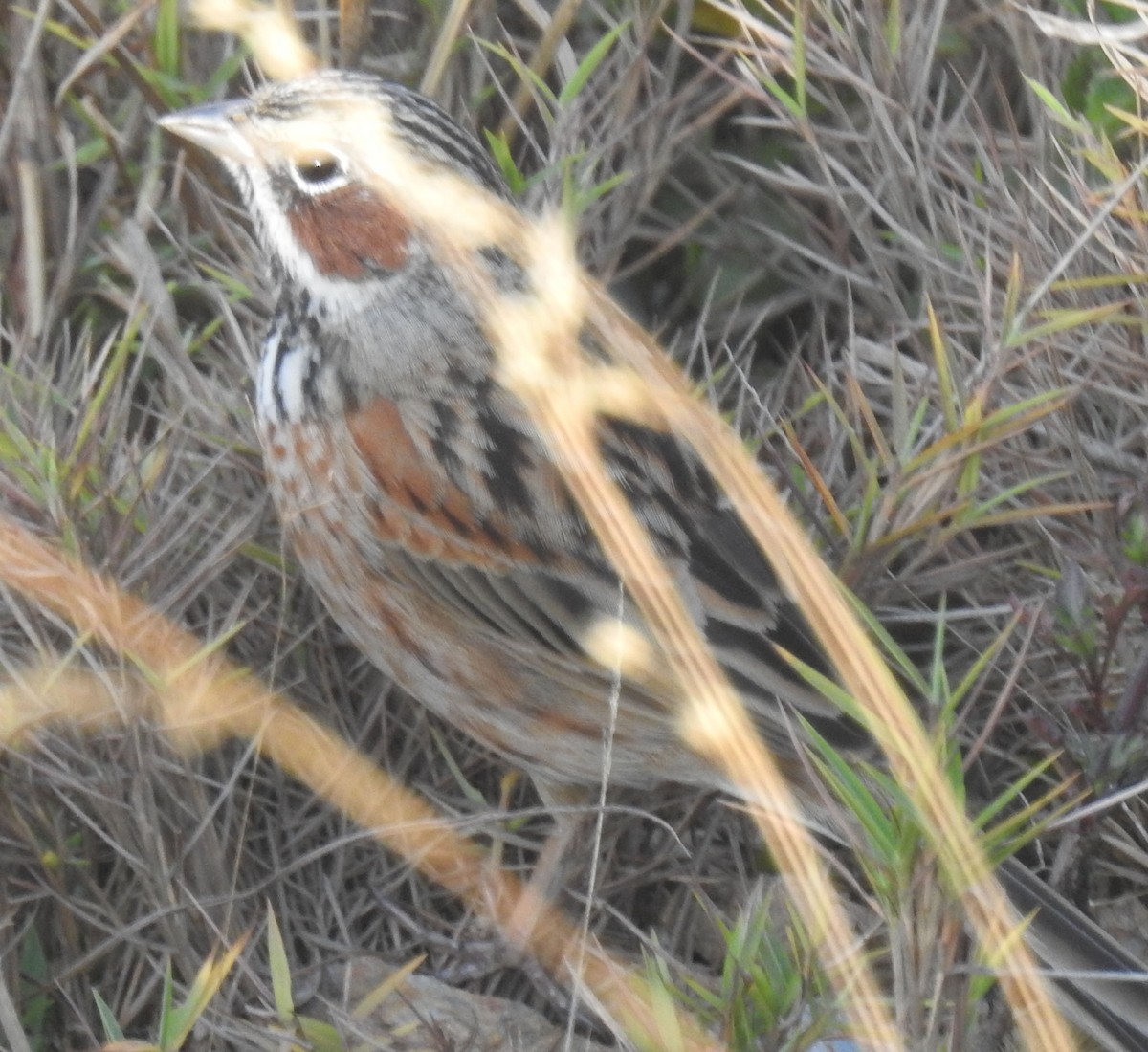 Chestnut-eared Bunting - ML558987481