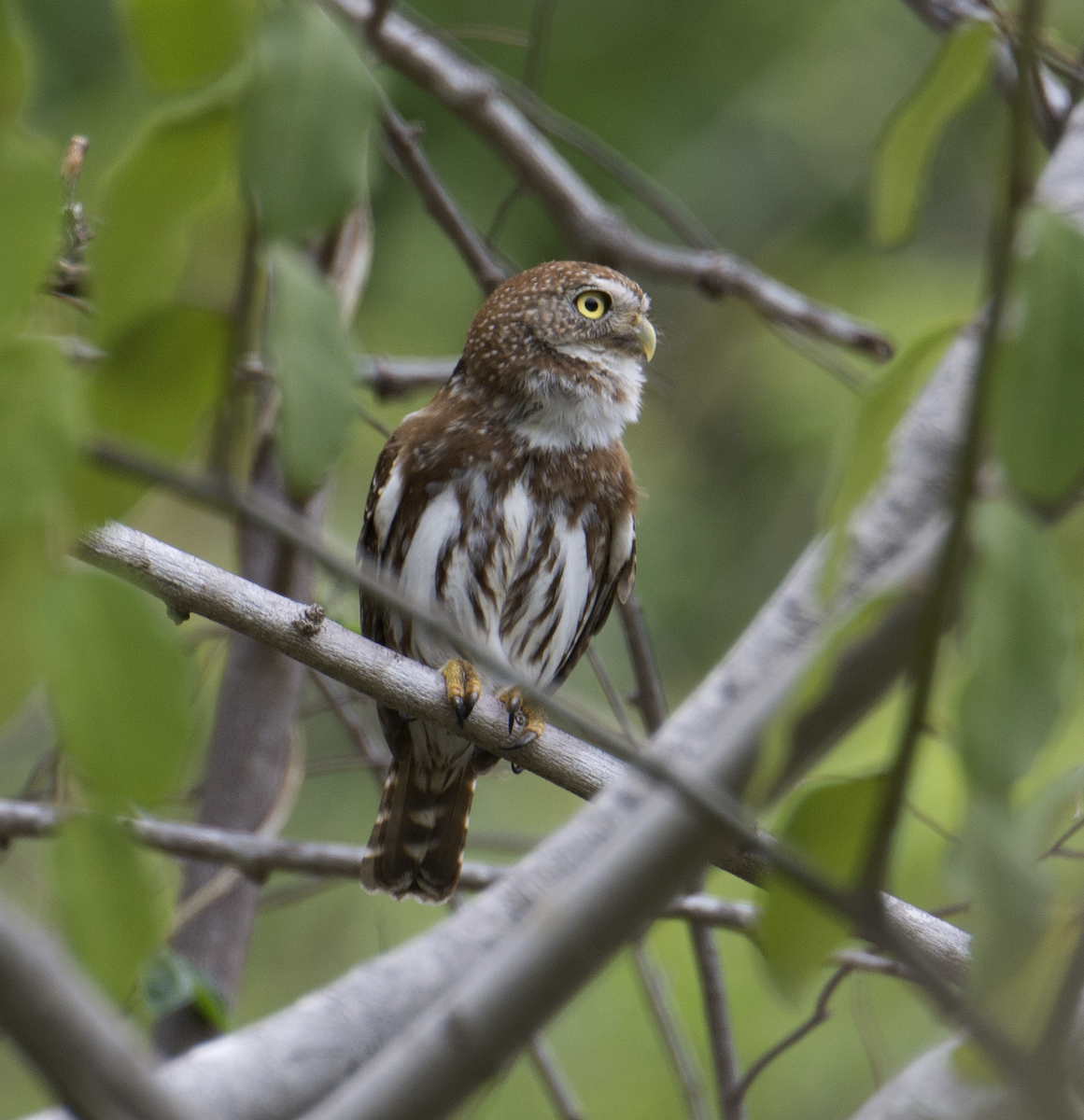 Ferruginous Pygmy-Owl - johnny powell