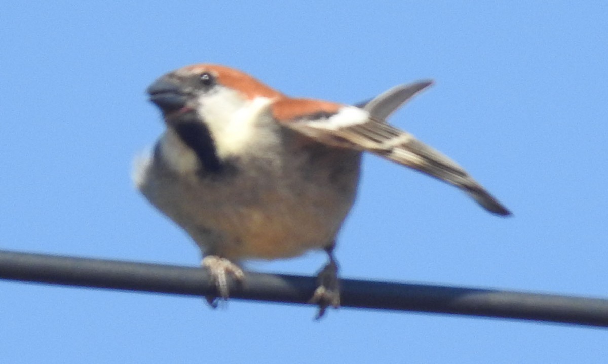 Russet Sparrow - ML558987711