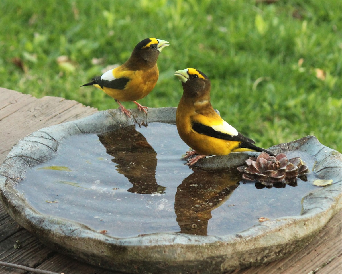 Evening Grosbeak - ML558988161