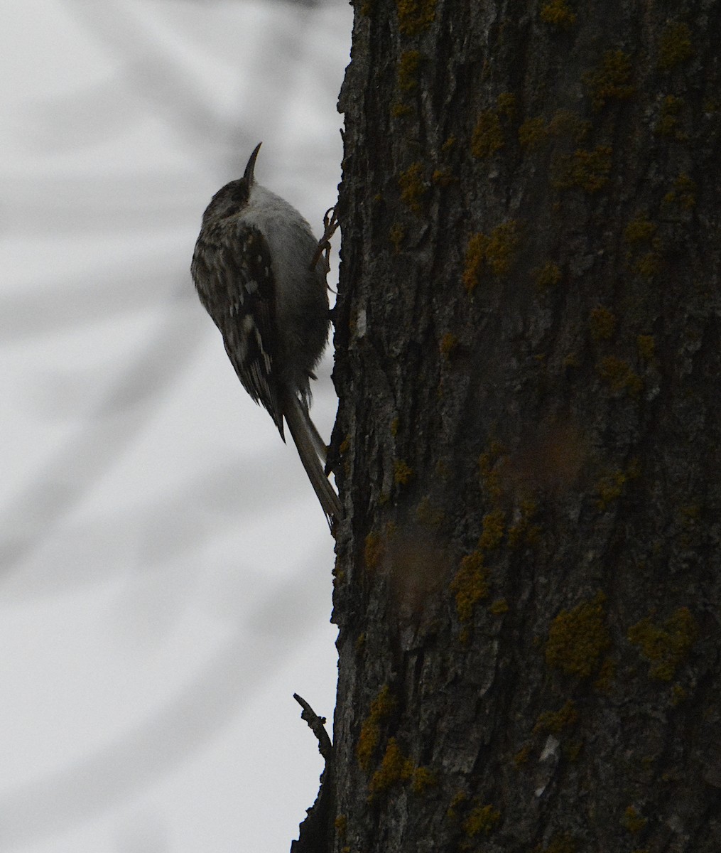 Brown Creeper - ML558991321