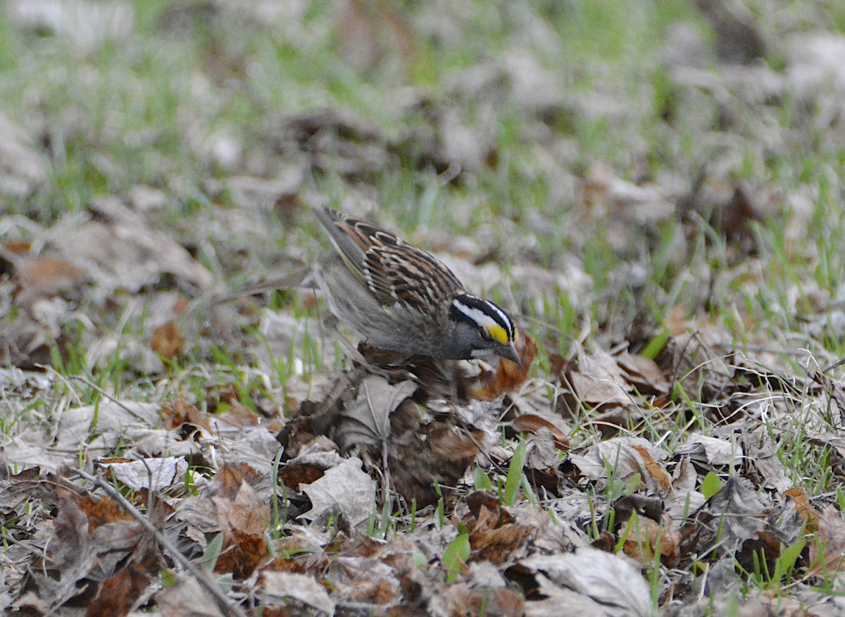 White-throated Sparrow - ML558991431