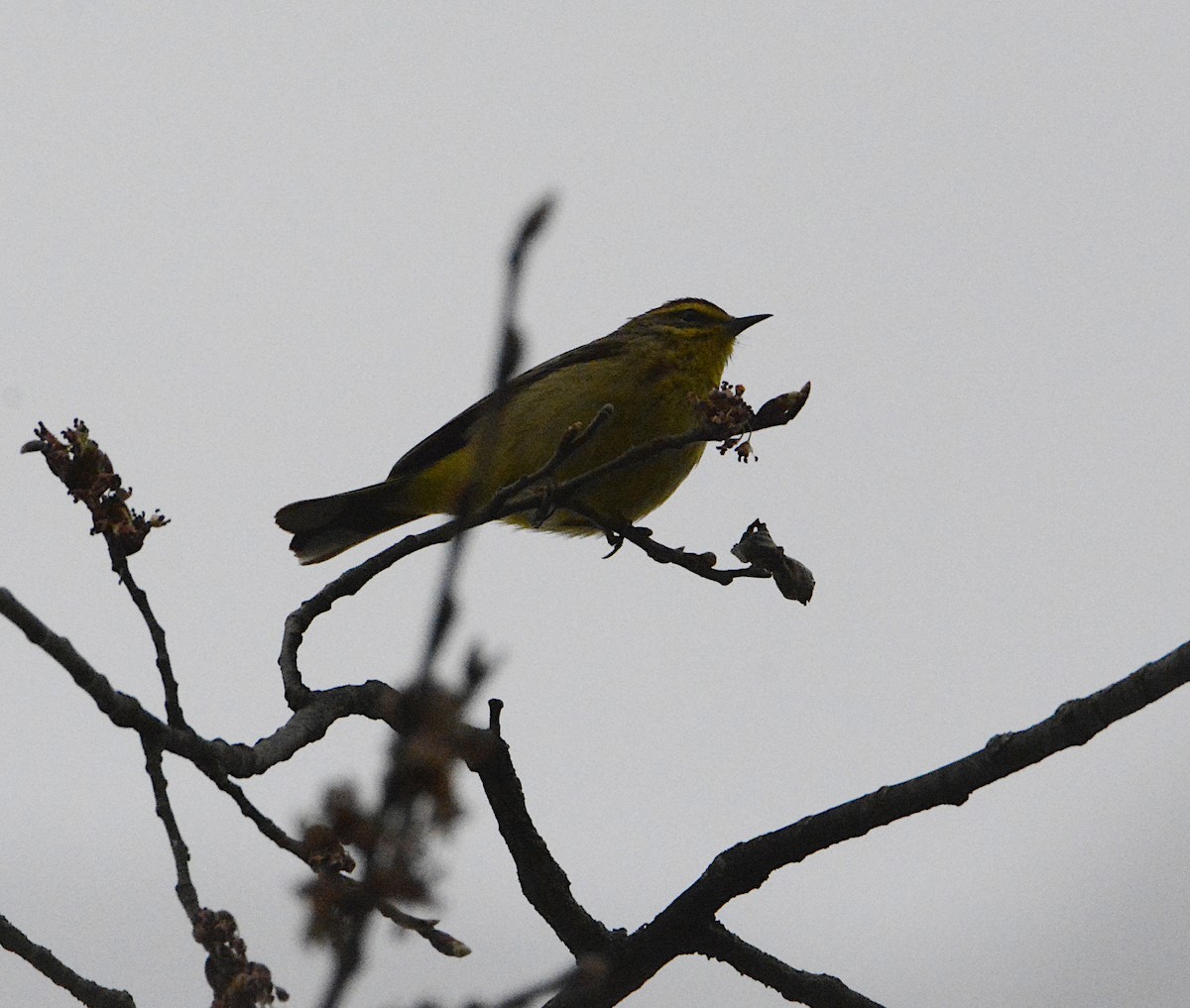 Palm Warbler - ML558991471