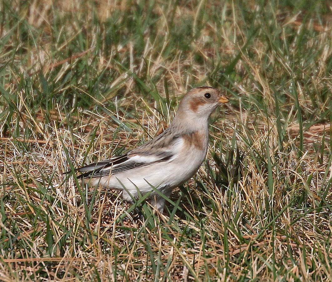 Snow Bunting - ML55899161