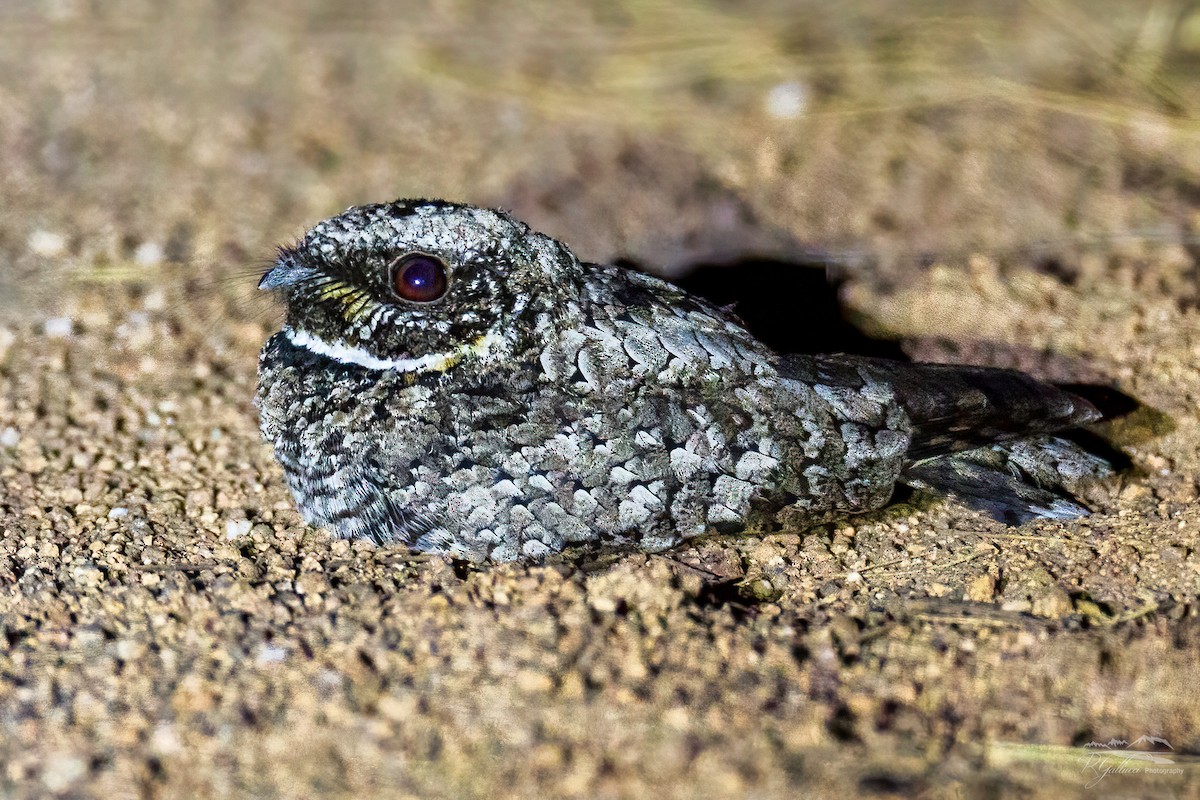 Common Poorwill - Robert Gallucci