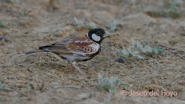 Chestnut-backed Sparrow-Lark - ML558993501