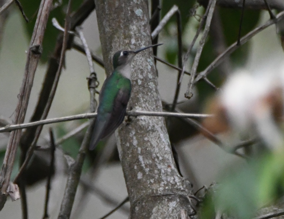 Wedge-tailed Sabrewing - ML558996271