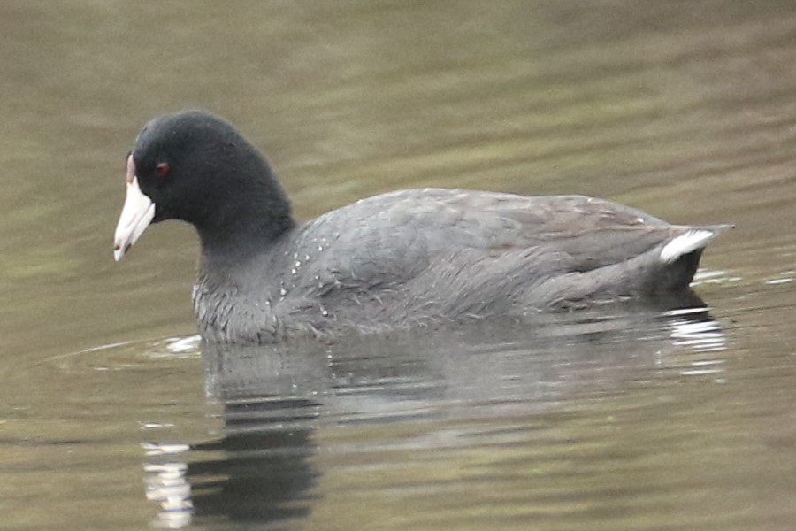 American Coot - ML558996621