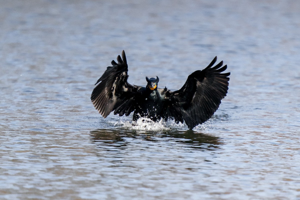 Double-crested Cormorant - ML558996991