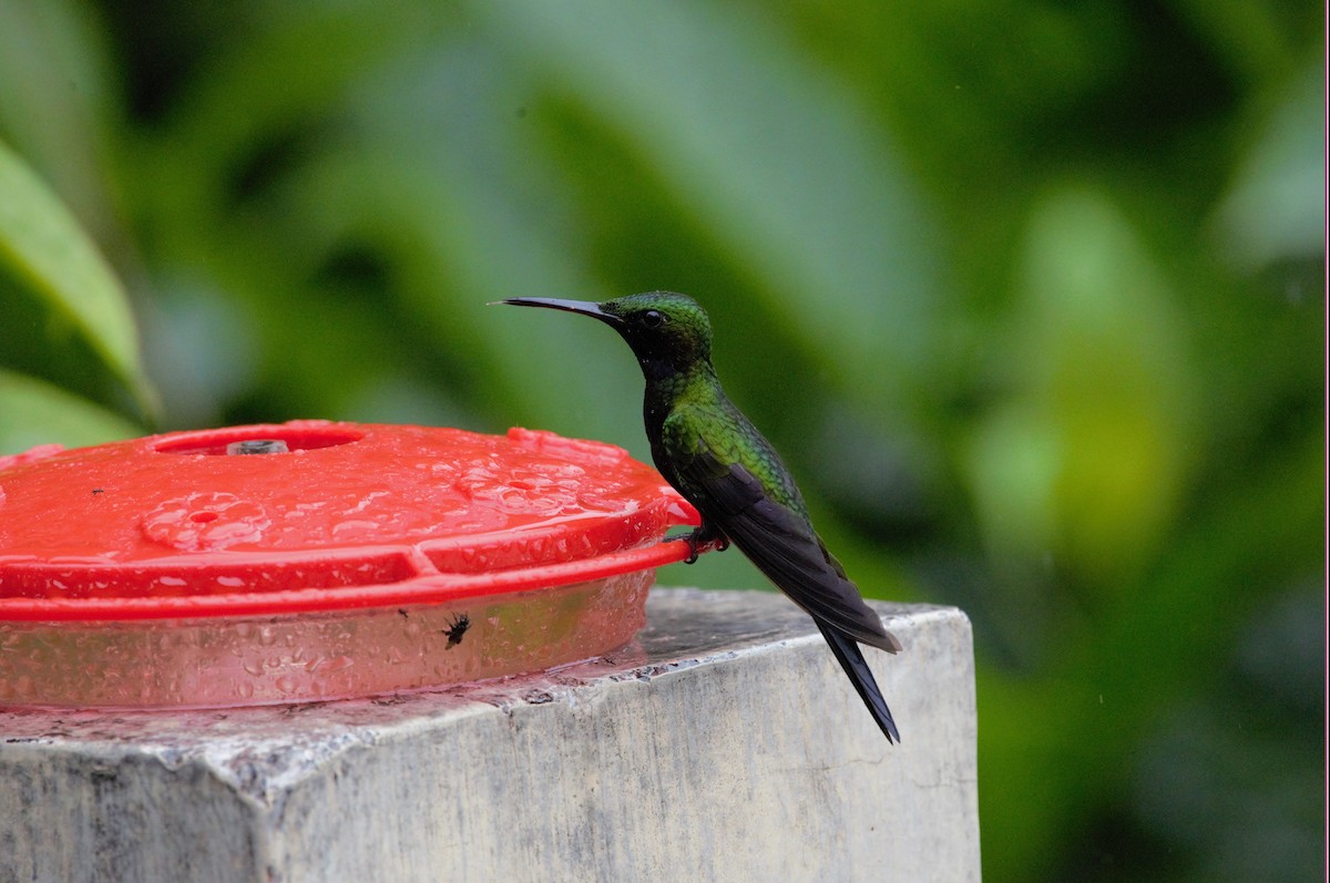 Black-throated Brilliant (Black-throated) - Stewart Day