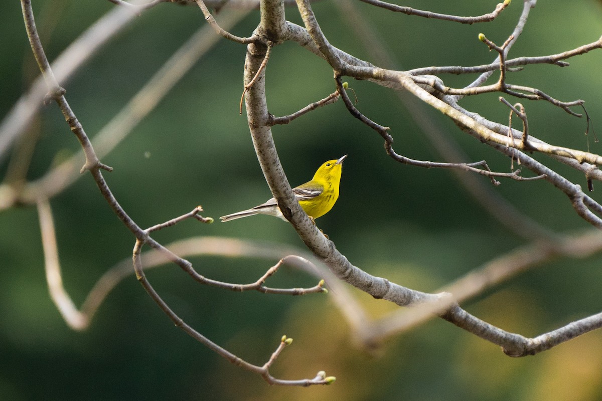 Pine Warbler - James Ancona