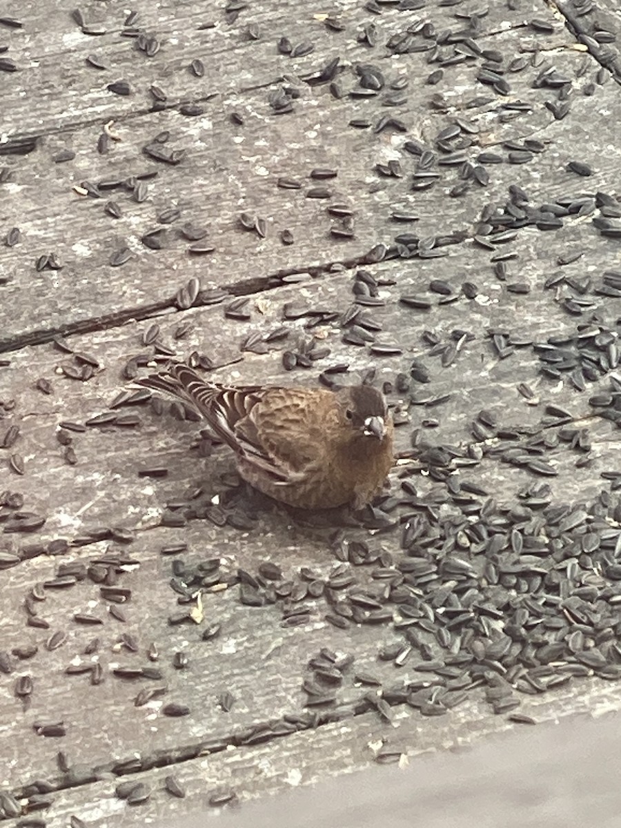 Brown-capped Rosy-Finch - Lisa Brin