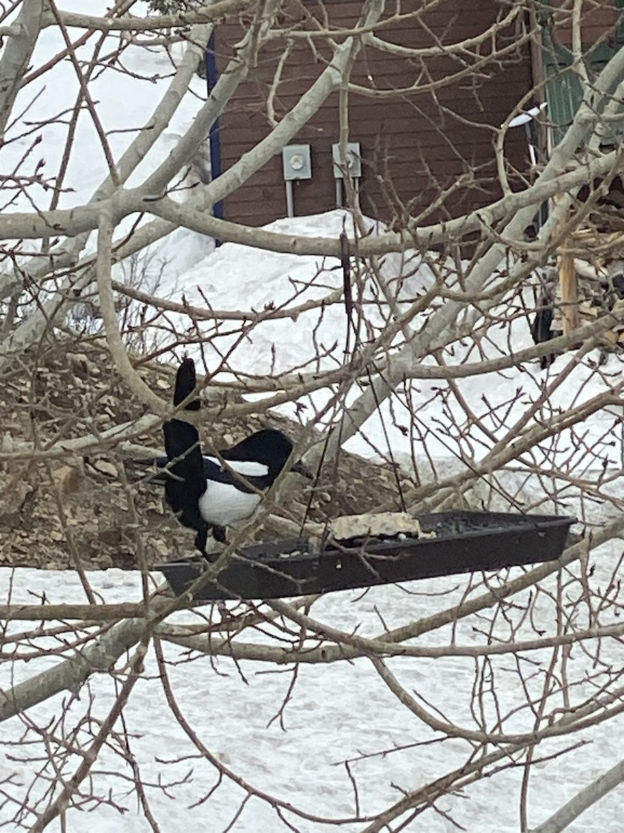 Black-billed Magpie - Lisa Brin