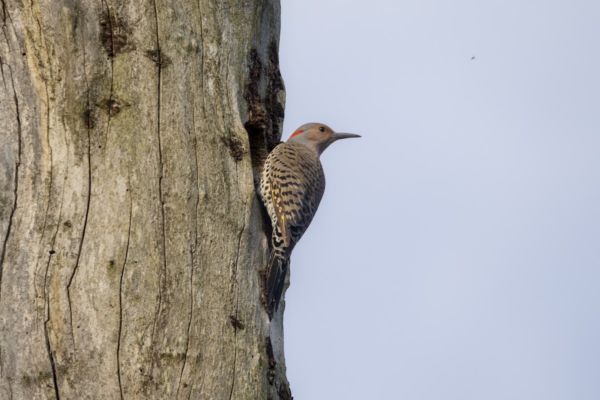 Northern Flicker - ML558999711