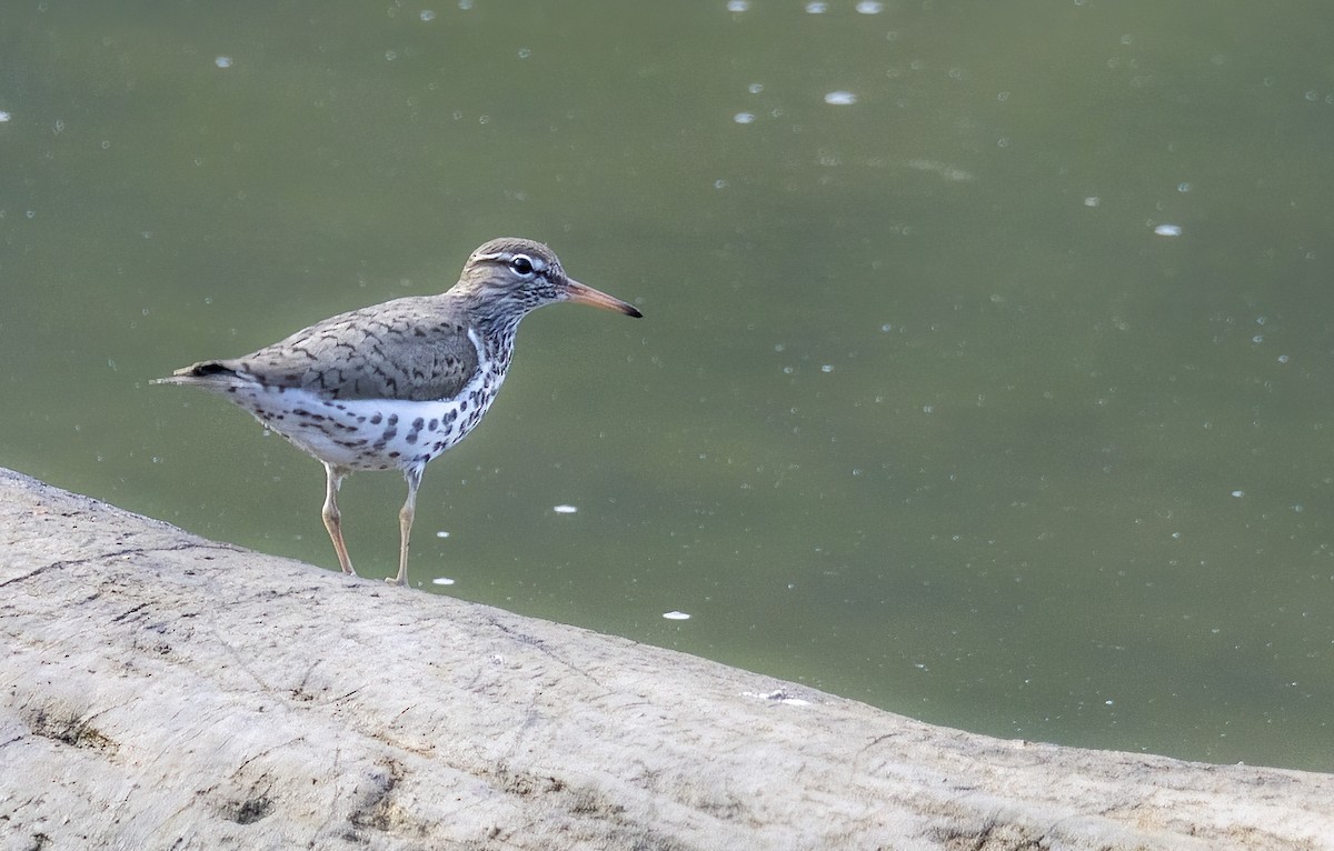 Spotted Sandpiper - ML558999821