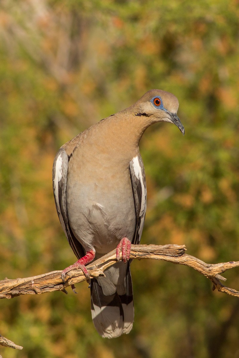 White-winged Dove - ML559000341