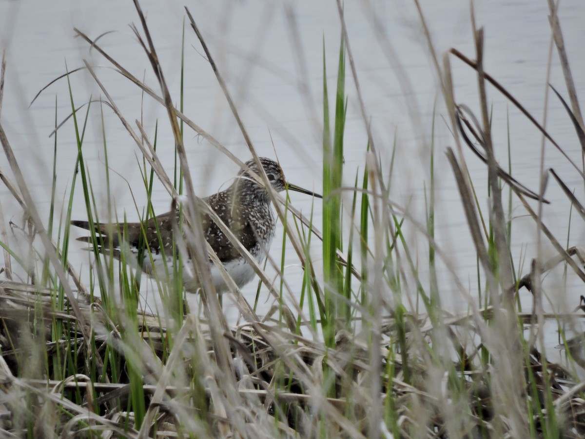 Solitary Sandpiper - ML55900121
