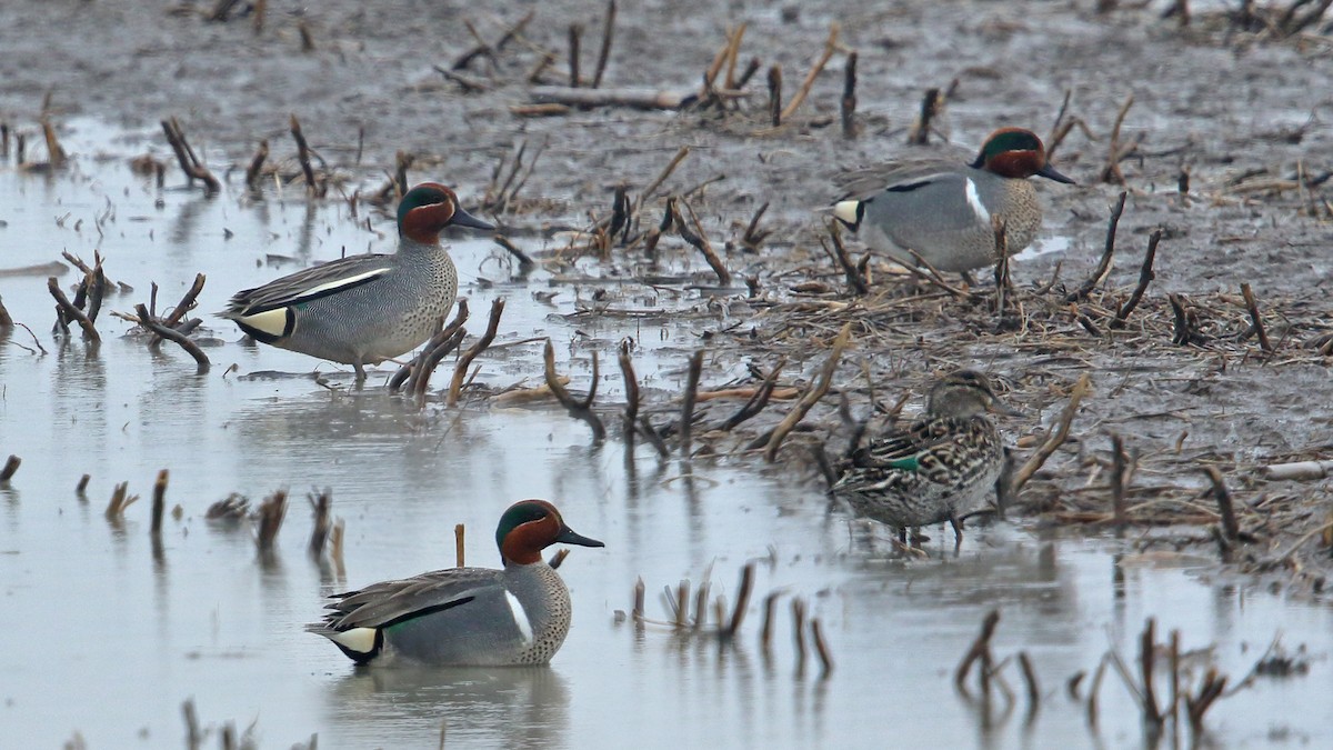 Green-winged Teal (Eurasian) - Daniel Jauvin