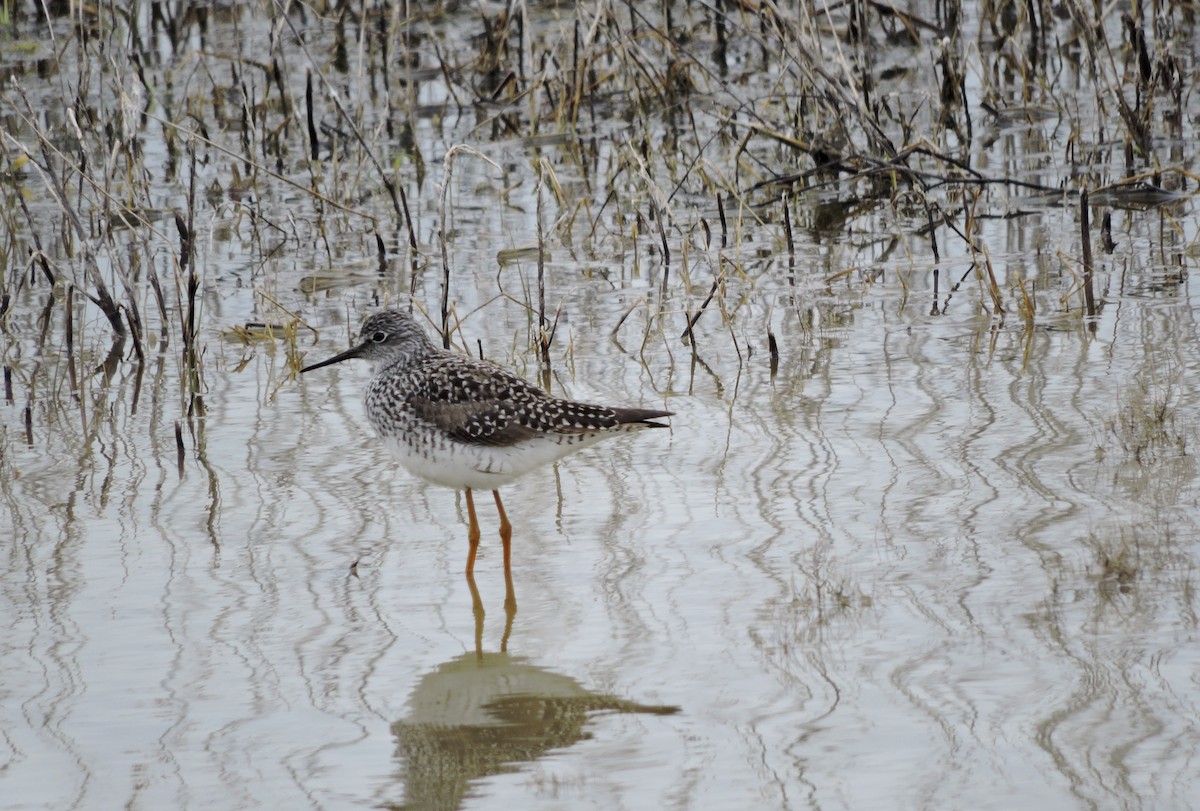 Lesser Yellowlegs - ML55900401