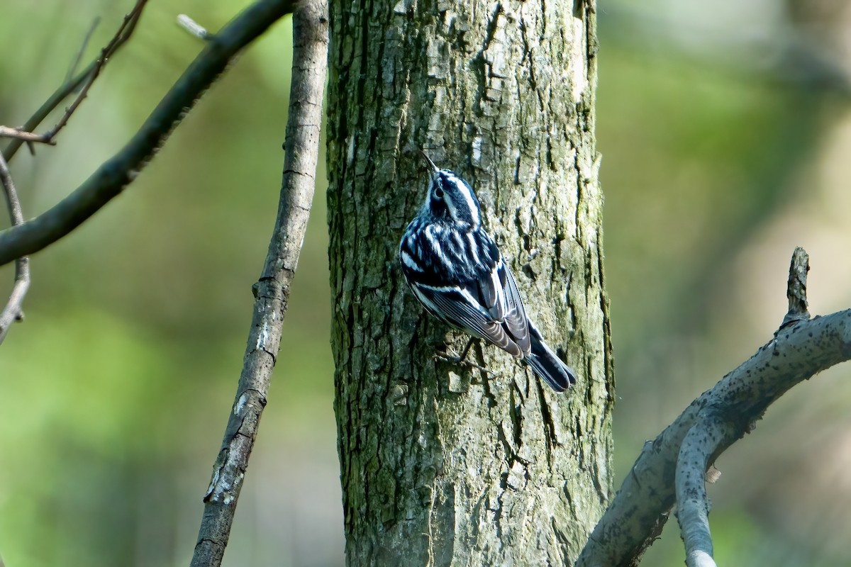 Black-and-white Warbler - Winston Liu