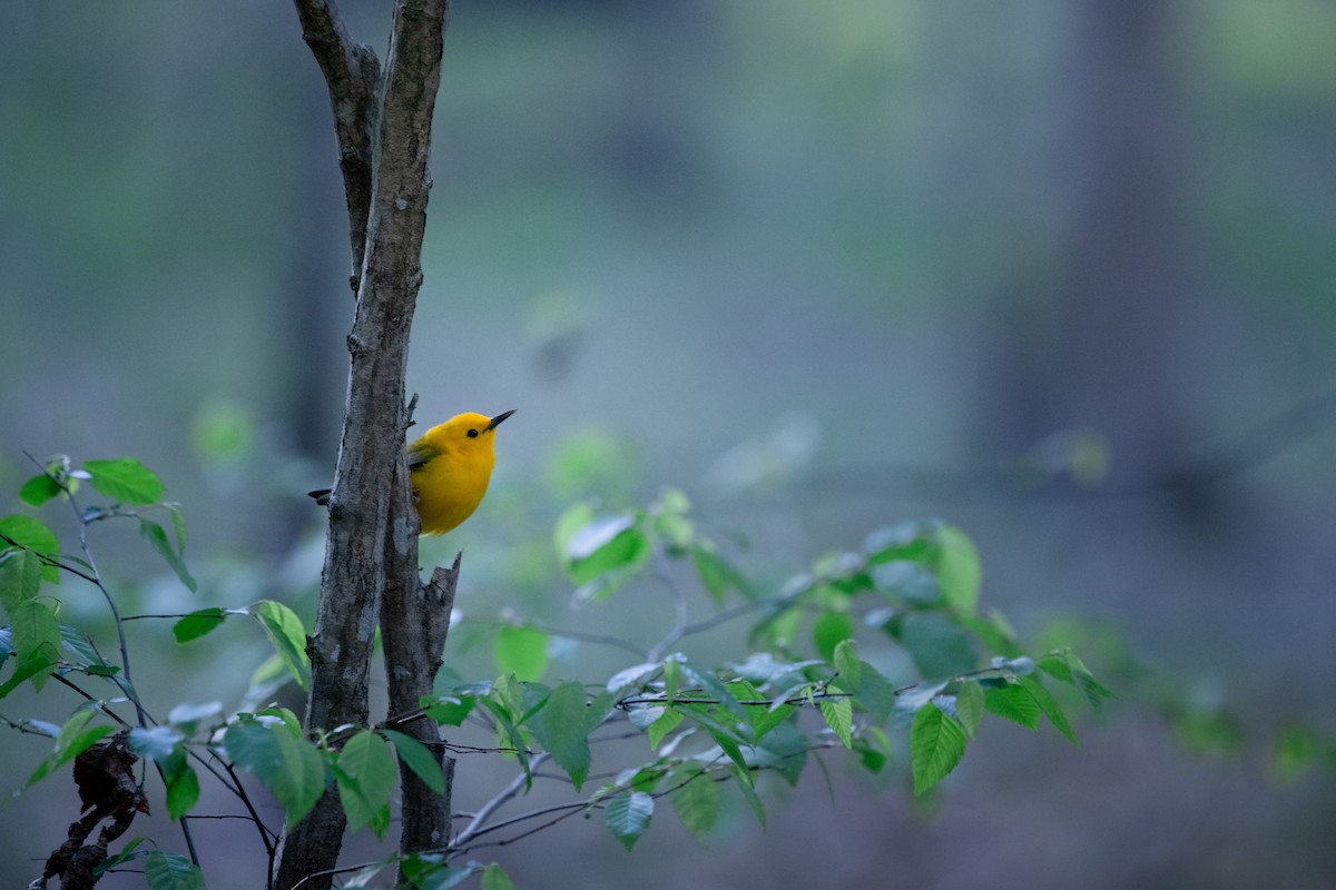 Prothonotary Warbler - ML559006941