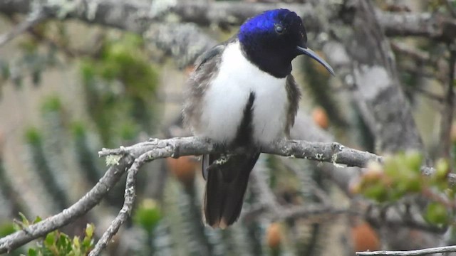 Colibrí del Chimborazo - ML559007101