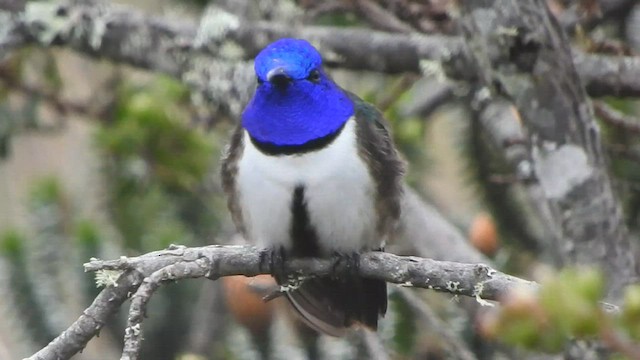 Colibri du Chimborazo - ML559007131