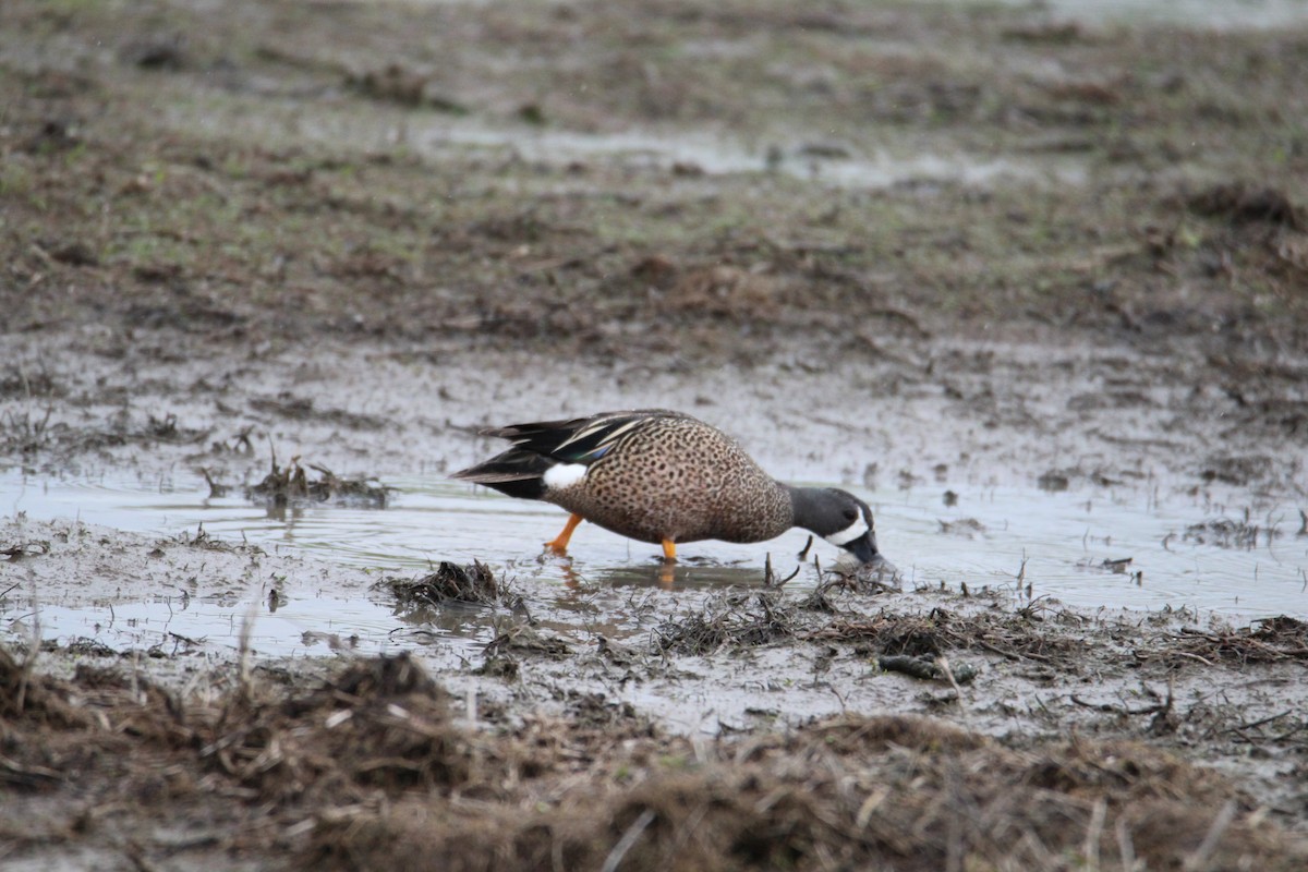 Blue-winged Teal - ML559007661