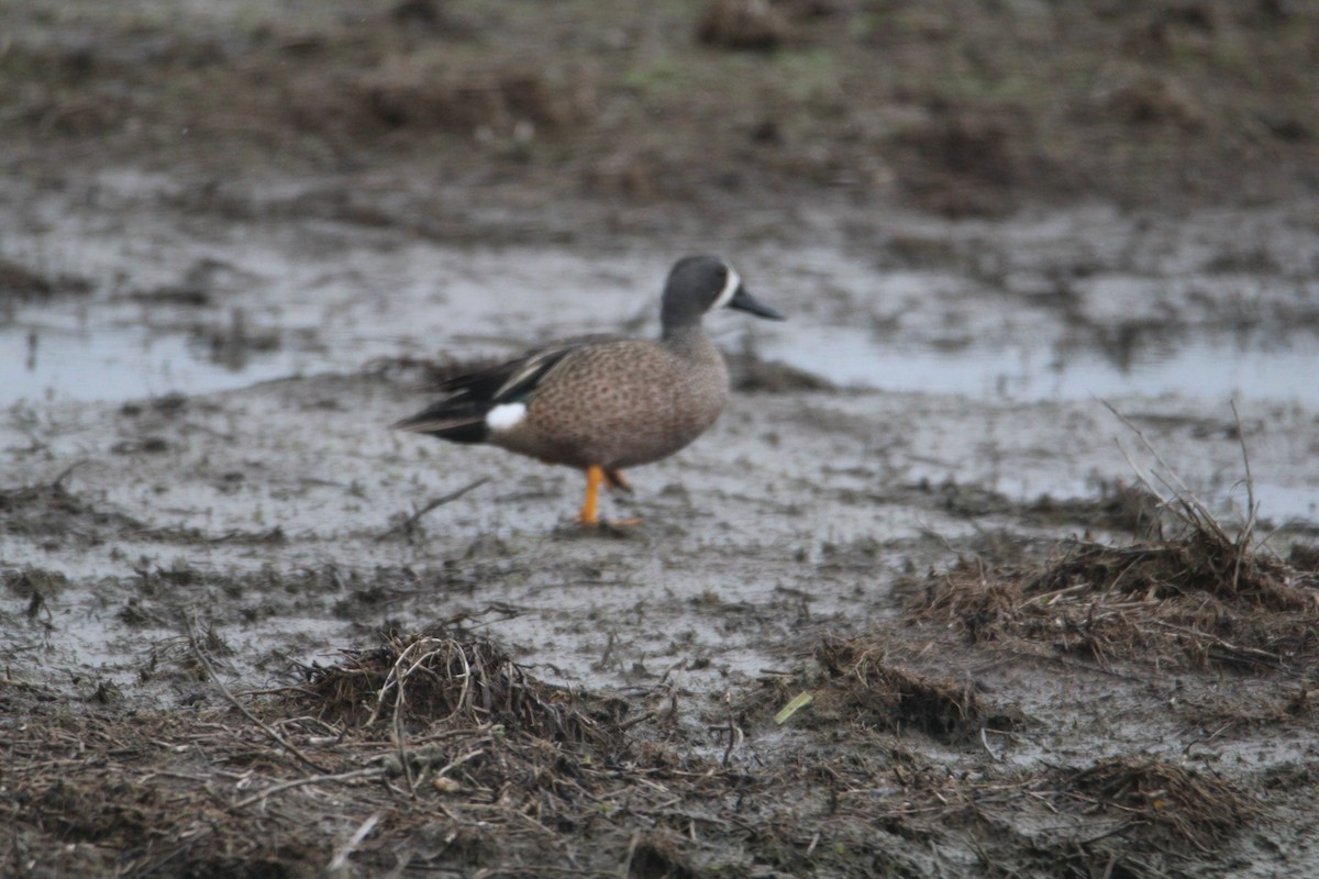 Blue-winged Teal - ML559007751